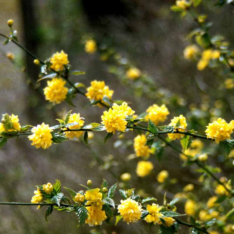 Kerria japonica Pleniflora blomst