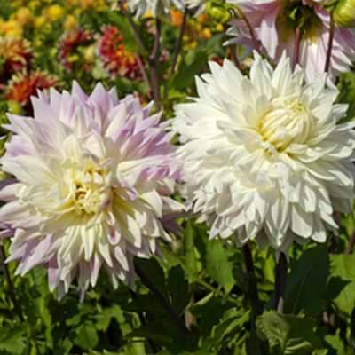 Blomsterløg Dahlia Kiev