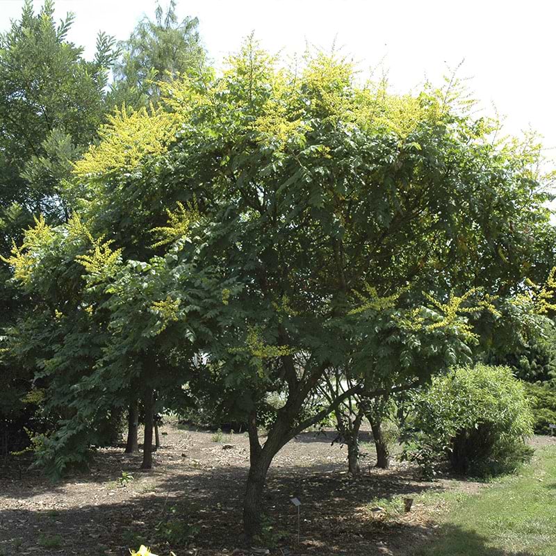 Koelreuteria paniculata 'Beachmaster'