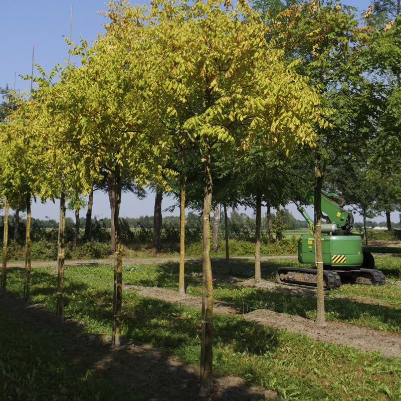 Kinesertræ (Koelreuteria paniculata 'Coral Sun')