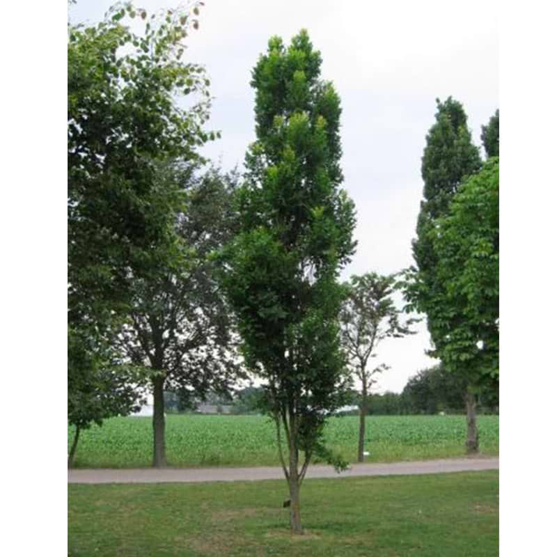 Kinesertræ (Koelreuteria Paniculata 'Fastigiata') 80-120 cm
