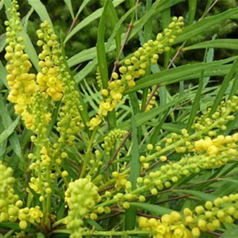 Mahonia Soft Caress