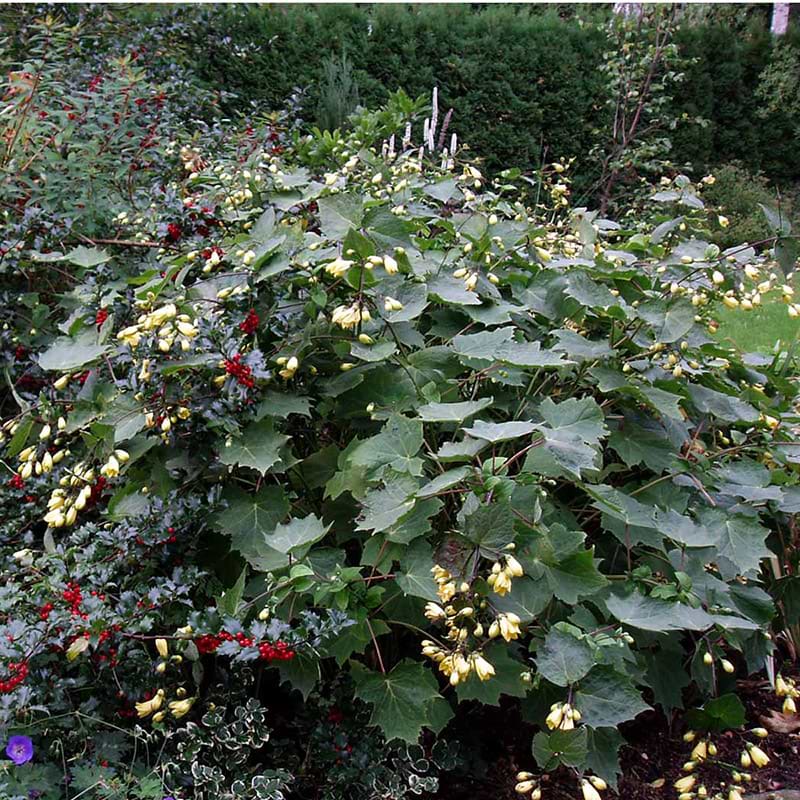 Månestråle Kirengeshoma palmata blomst
