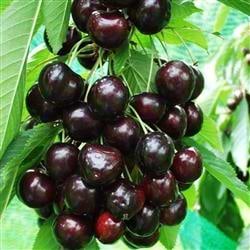 Kirsebærtræ Prunus avium Kordia