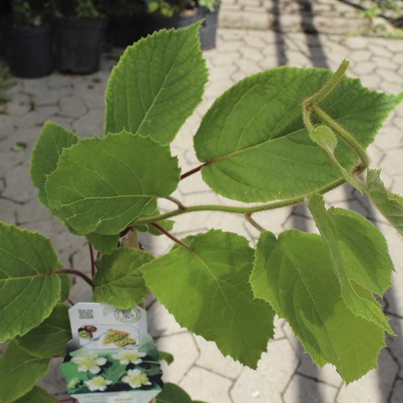 Almindelig Kiwi Atlas