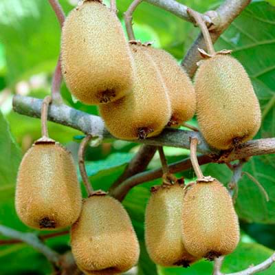 Gul kiwi