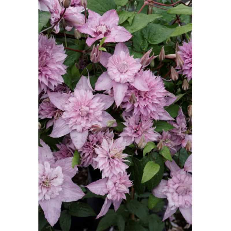 Klematis Clematis Multi Pink