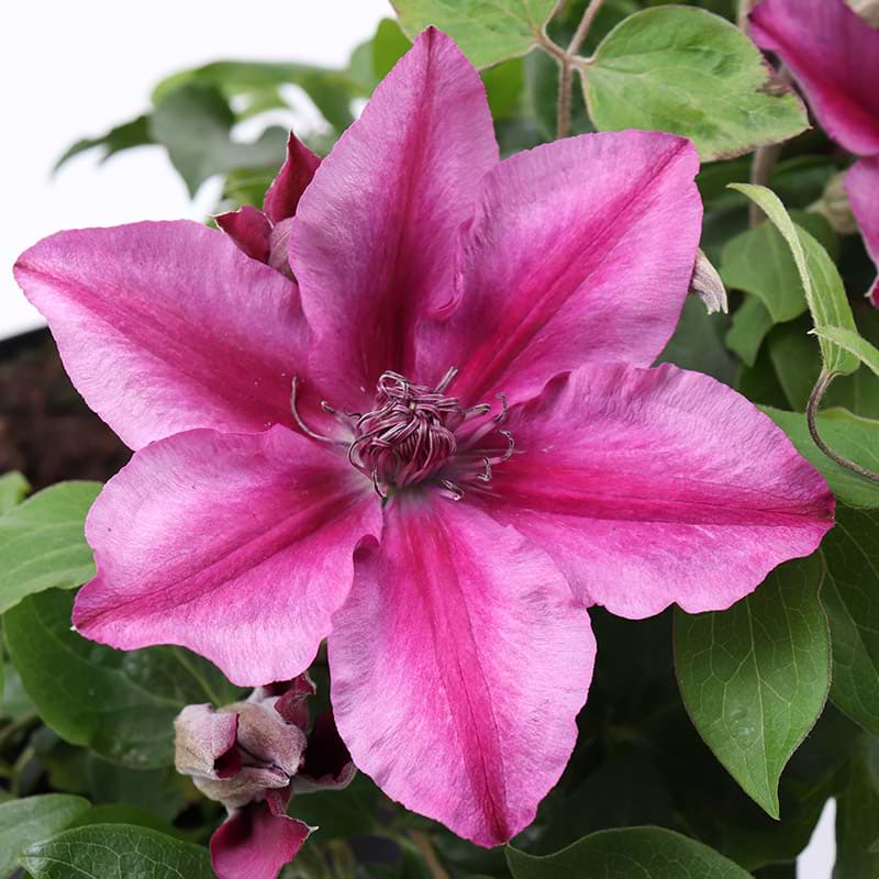 Klematis 