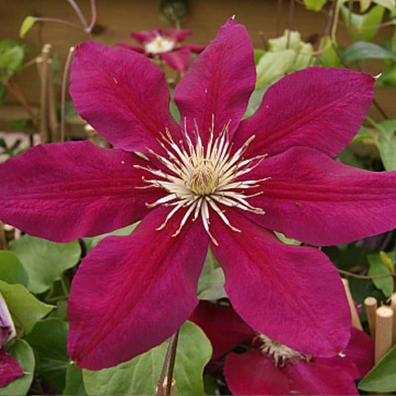 Clematis Rebecca