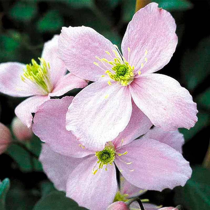 Klematis rosa