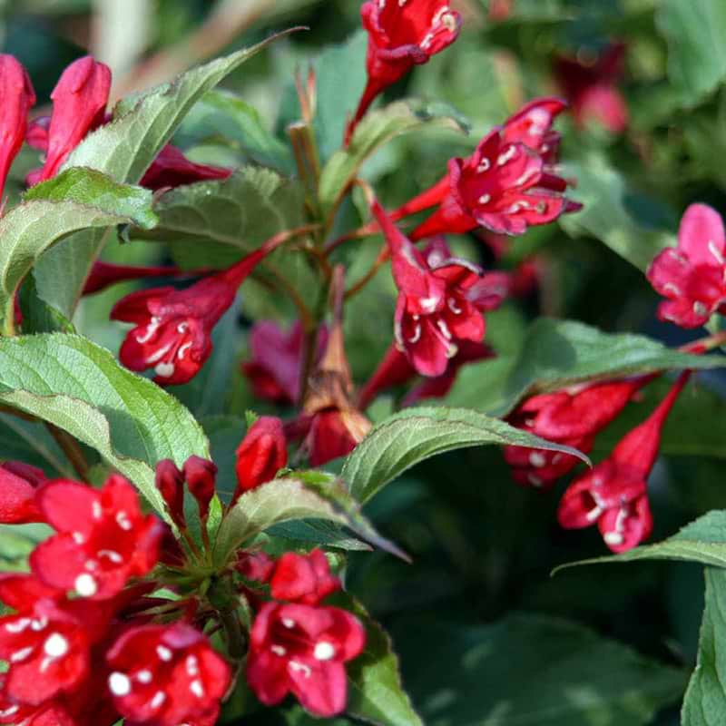 Klokkeblomst Red Prince