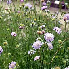 Blåhat (Knautia arvensis) Potte 11,5 cm