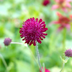 Blåhat (Knautia macedonica)