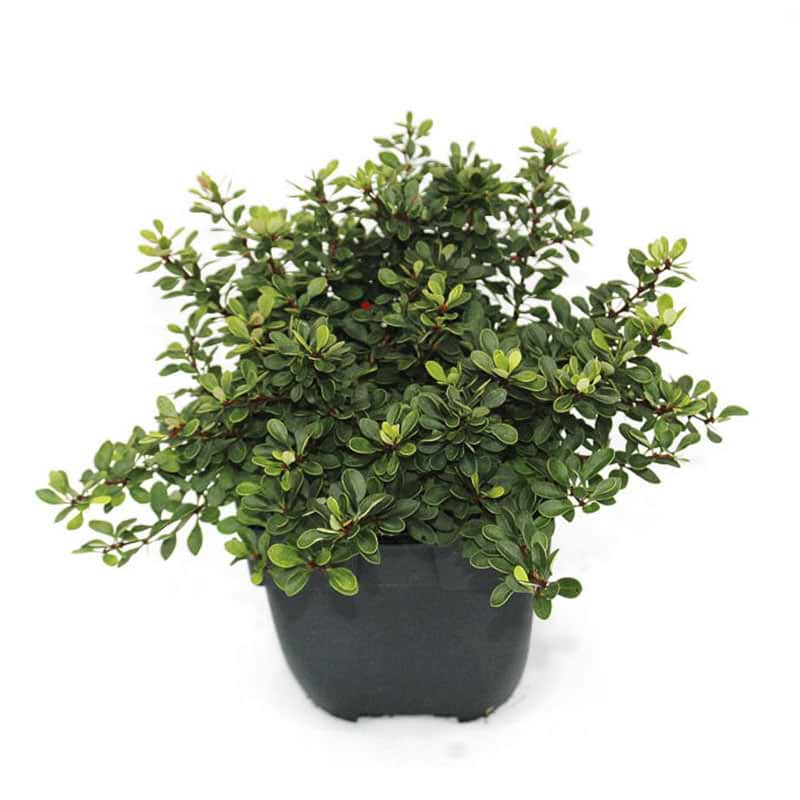 Berberis Thunbergii 'Kobold'