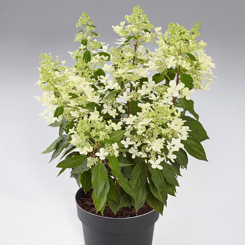 Hortensia (Hydrangea paniculata 'Pandria')