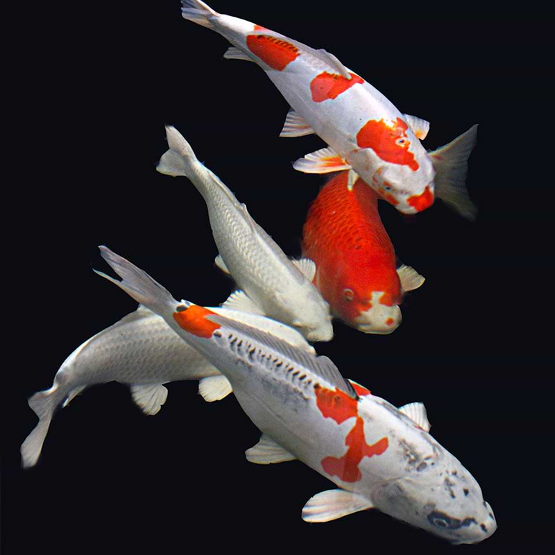 Koi karpe