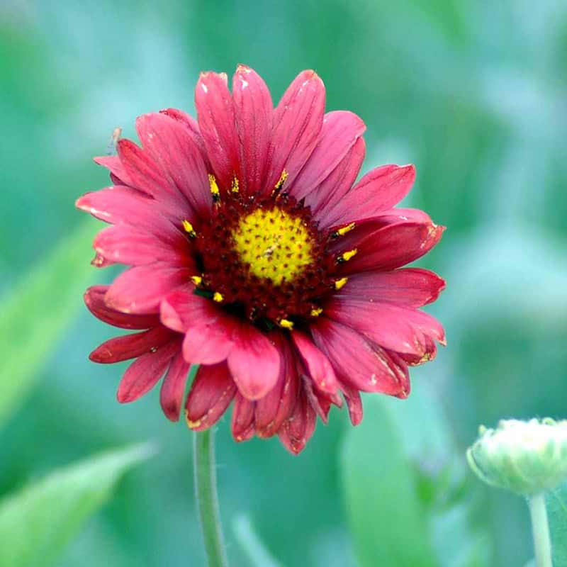 Kokardeblomst GAILLARDIA BURGUNDER blomst