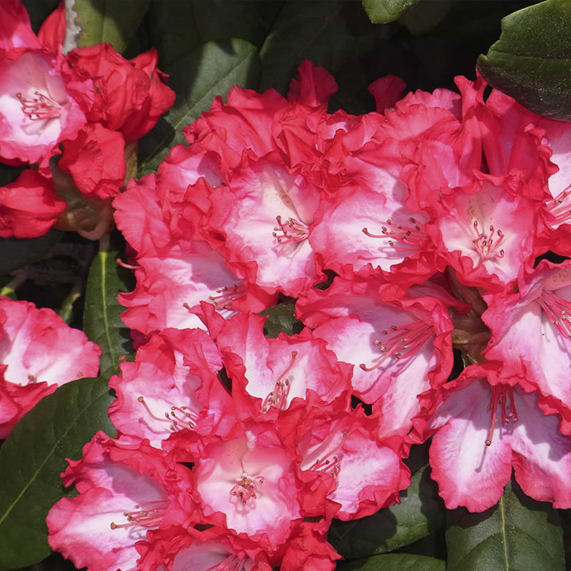 rhododendron kokette