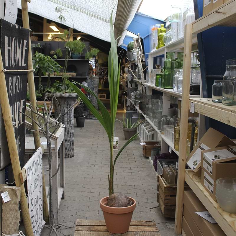 Kokospalme