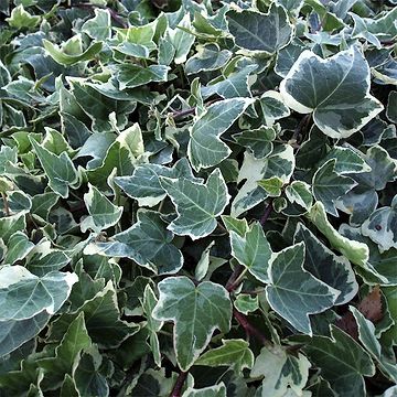Efeu Vedbend Storbladet (Hedera hibernica 'Hestor')