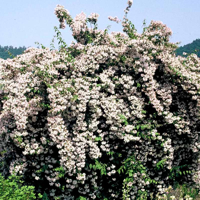 Kolkwitzia amabilis Pink Cloud