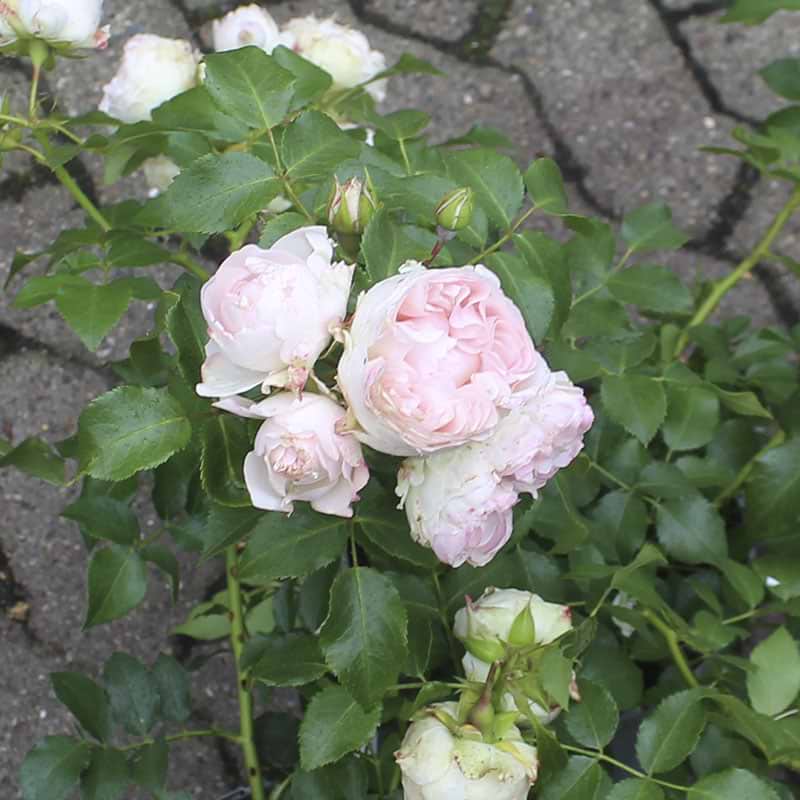 Rose Komtesse af rosenborg