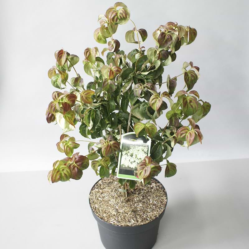 Koreakornel (Cornus kousa 'Girard's Dwarf) Flere varianter