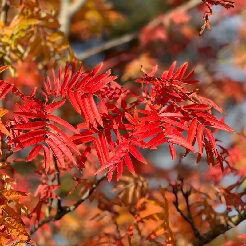 Koreansk røn Sorbus Dodong