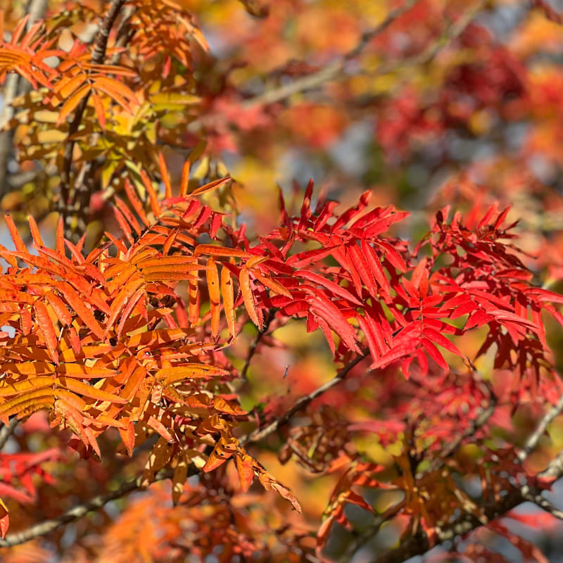 Koreansk røn Sorbus Dodong
