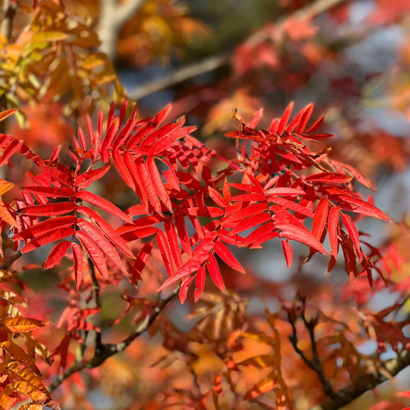 Koreansk røn Sorbus Dodong