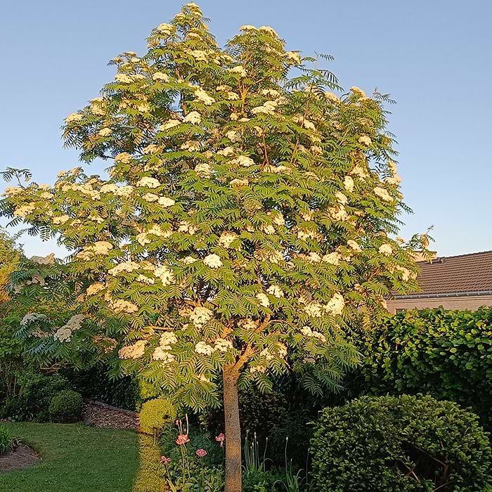 Koreansk Røn (Sorbus 'Dodong')