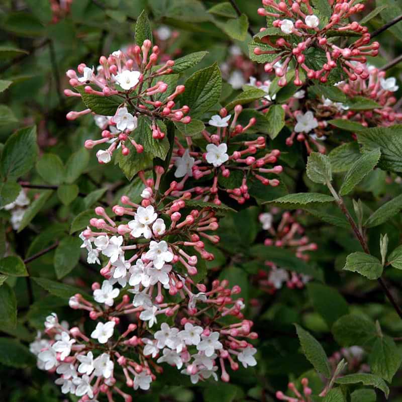 Koreansk snebolle juddii