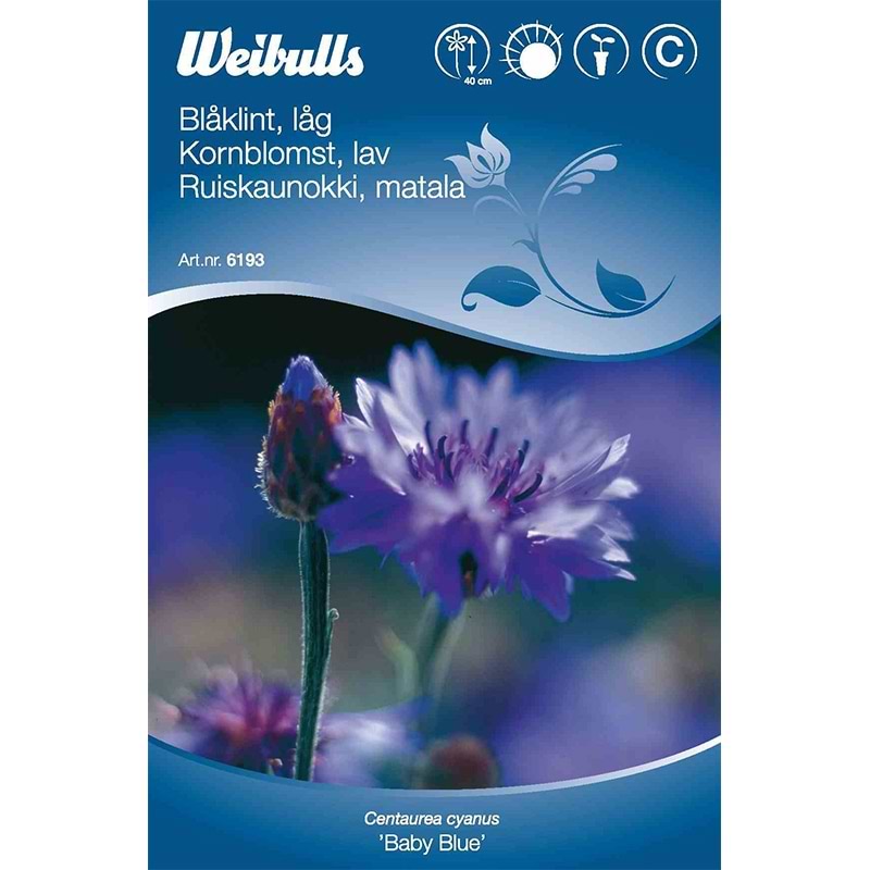 Blå kornblomst