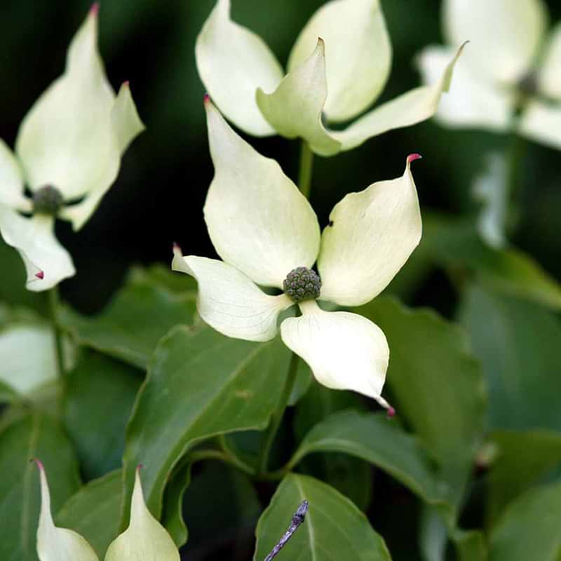 Cornus kousa chinensis
