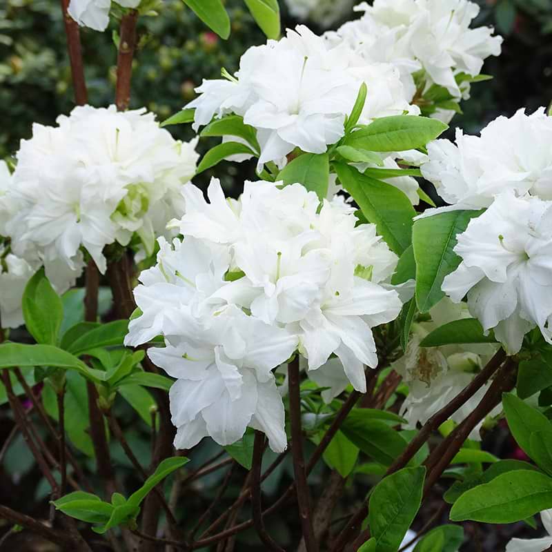 Rhododendron (Rhododendron luteum 'Kranenelfe')