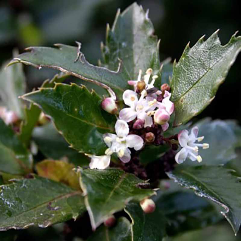 Ilex Blue Prince