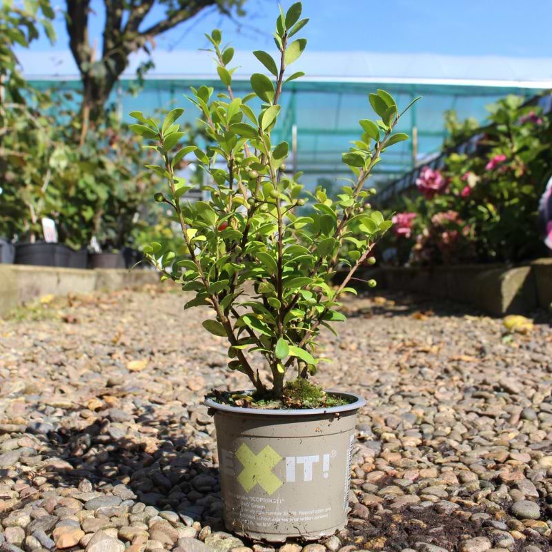 Kristtorn 'Dark Green' i 9 cm potte