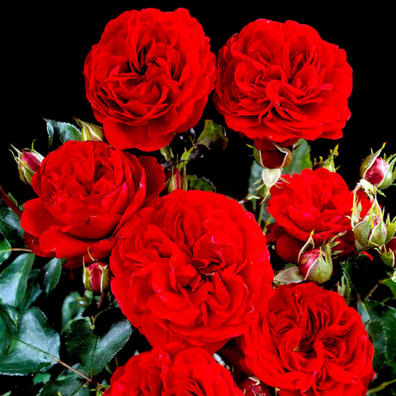 Kronborg rose