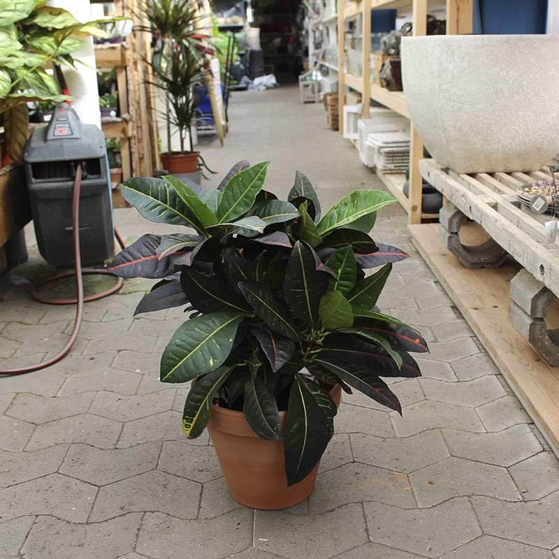 Kroton Codiaeum