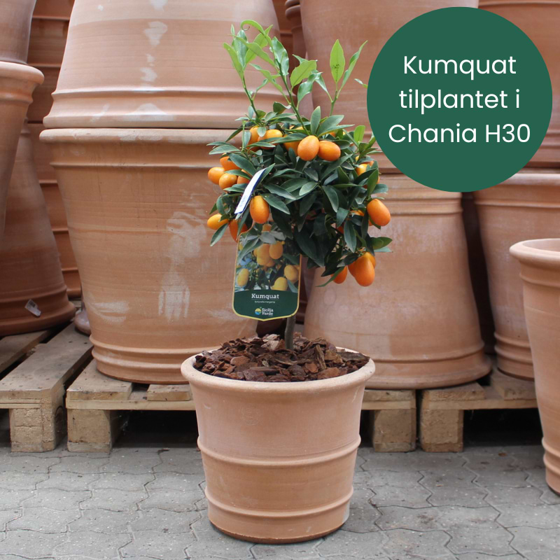 Kumquat (Citrus fortunella margarita) Tilplantet i Chania H30