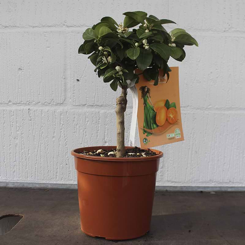 Citrus japonica