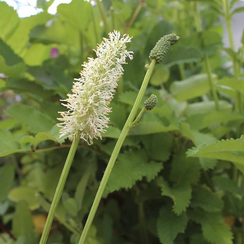Kvæsurt blomst