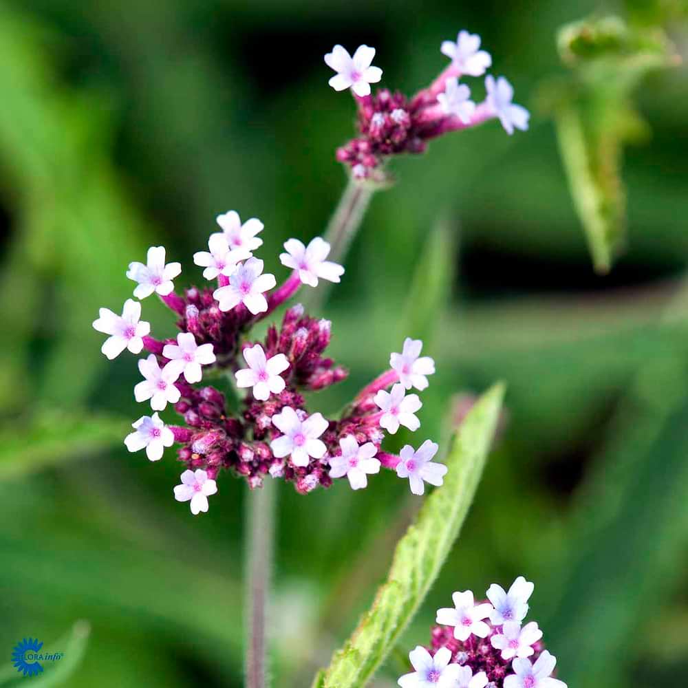 Verbena bonariensis Lollipop