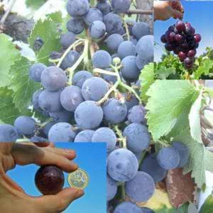 Vindruer