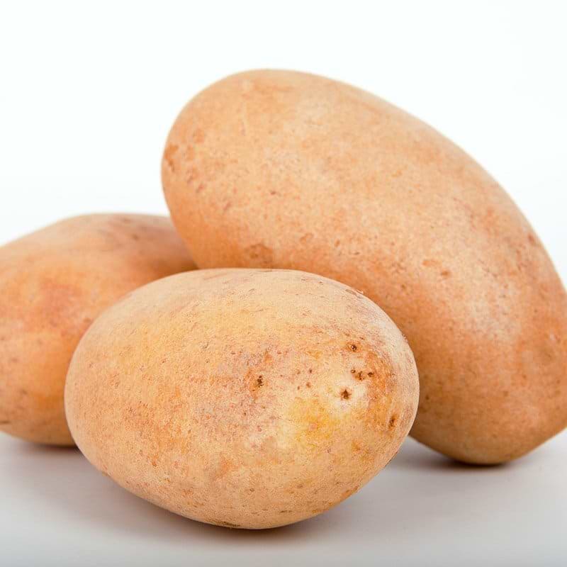 læggekartofler