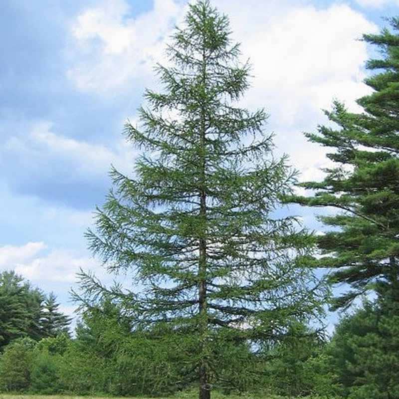 Larix decidua 