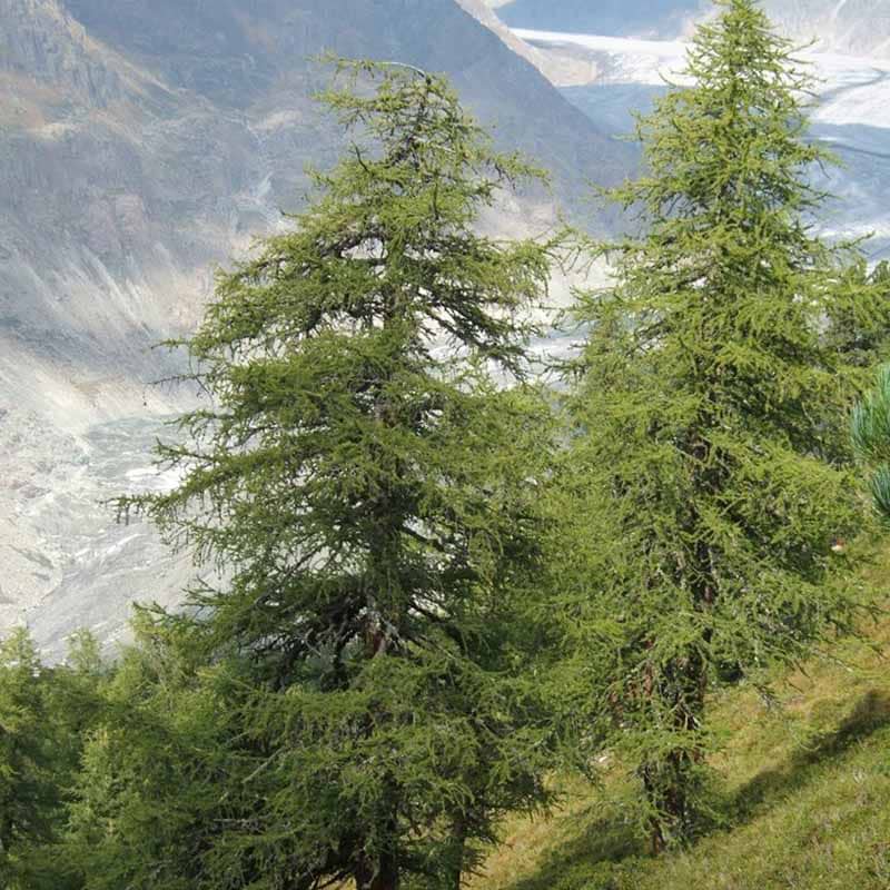 Larix decidua 