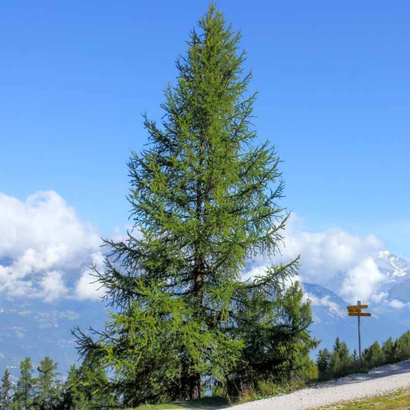  LARIX DECIDUA