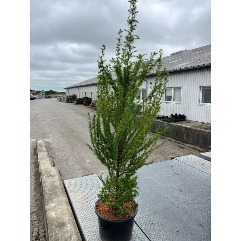 Lærk Europæisk (Larix decidua)