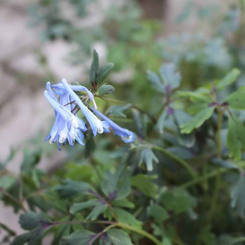 blå blomst